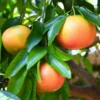 Pink Grapefruit Tree Live Plant 2-3 Ft Tall - Pomelo Planting Tree