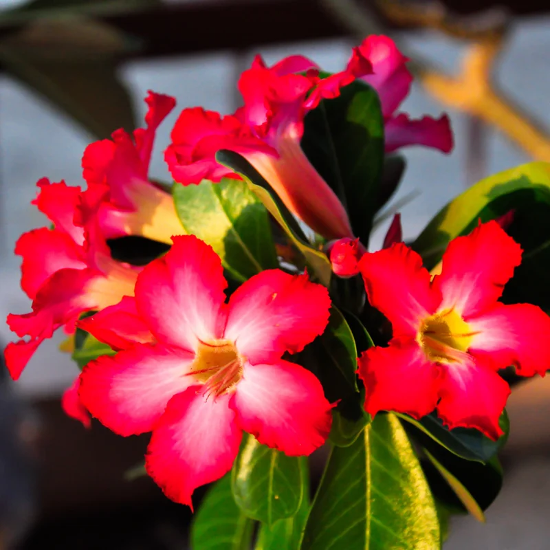 Red Desert Rose Plant 2 Ft Tall - Adenium in Gallon Pot - Outdoor Garden