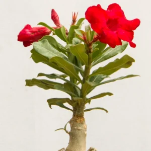 Red Desert Rose Plant 2 Ft Tall - Adenium in Gallon Pot - Outdoor Garden