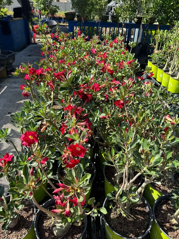 Red Desert Rose Plant 2 Ft Tall - Adenium in Gallon Pot - Outdoor Garden