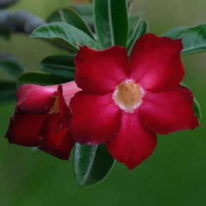 Red Desert Rose Plant 2 Ft Tall - Adenium in Gallon Pot - Outdoor Garden