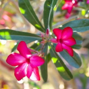 Desert Rose Plant Live 4-6 Inch Pink Adenium - Drought Tolerant