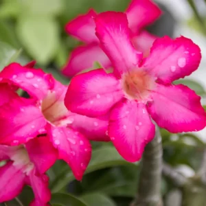 Desert Rose Plant Live 4-6 Inch Pink Adenium - Drought Tolerant