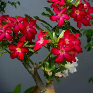 Red Adenium Desert Rose Plant Starter 4-6 Inches Indoor Outdoor