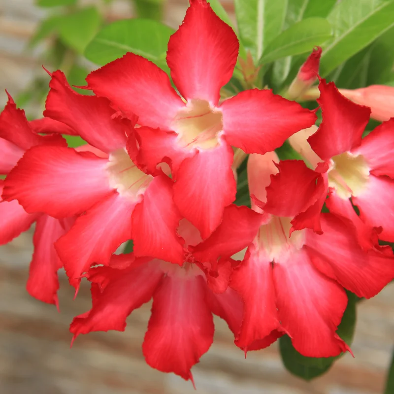 Red Adenium Desert Rose Plant Starter 4-6 Inches Indoor Outdoor