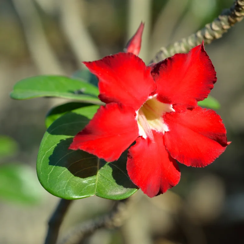Red Adenium Desert Rose Plant Starter 4-6 Inches Indoor Outdoor