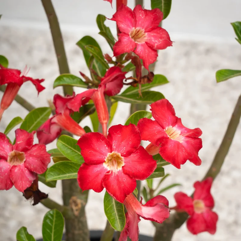 Red Adenium Desert Rose Plant Starter 4-6 Inches Indoor Outdoor