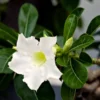 Desert Rose Plant - White Adenium Flower Plant 4-6 Inch Live Plant