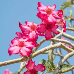 Pink Desert Rose Plants - 2 Live Adenium, 4 Inch, Indoor Outdoor