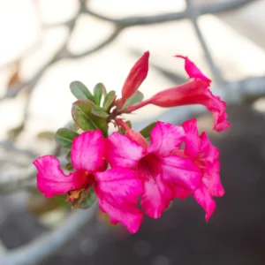 Pink Desert Rose Plants - 2 Live Adenium, 4 Inch, Indoor Outdoor