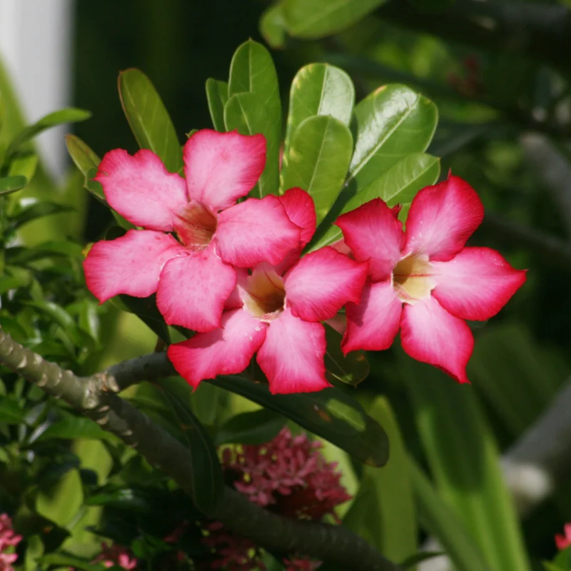 Pink Desert Rose Plants - 2 Live Adenium, 4 Inch, Indoor Outdoor