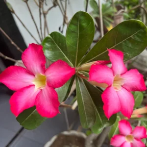 Pink Desert Rose Plants - 2 Live Adenium, 4 Inch, Indoor Outdoor