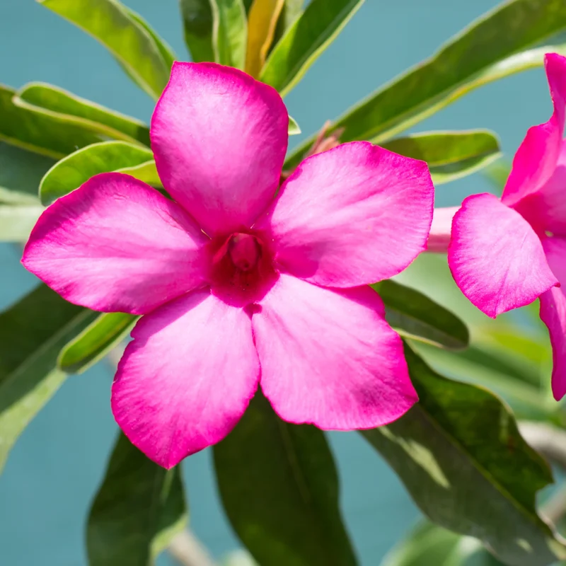 Pink Desert Rose Plants - 2 Live Adenium, 4 Inch, Indoor Outdoor
