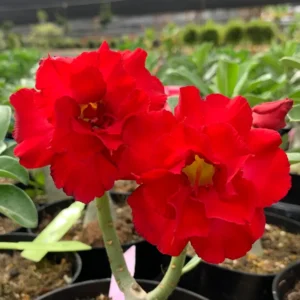 Red Desert Rose Plants - 4 Inch Live Adenium - Vibrant Blooms