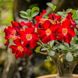 Red Desert Rose Plants - 4 Inch Live Adenium - Vibrant Blooms