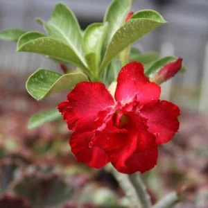 Red Desert Rose Plants - 4 Inch Live Adenium - Vibrant Blooms