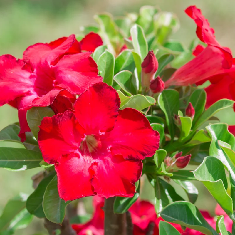 Red Desert Rose Plants - 4 Inch Live Adenium - Vibrant Blooms
