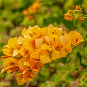 Gold Bougainvillea Plant - Live Flower Vine - 4-6 Inches - Garden Decor