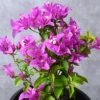 Purple Bougainvillea Plant - Live Flower Vine - 4-6 Inches - Garden Ready