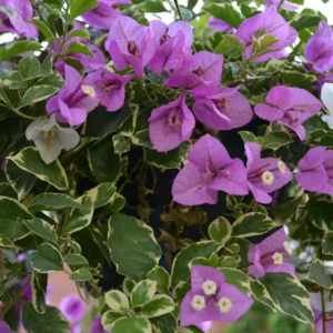 Purple Variegated Bougainvillea Plants Live - Flower Vine 4-6 Inches