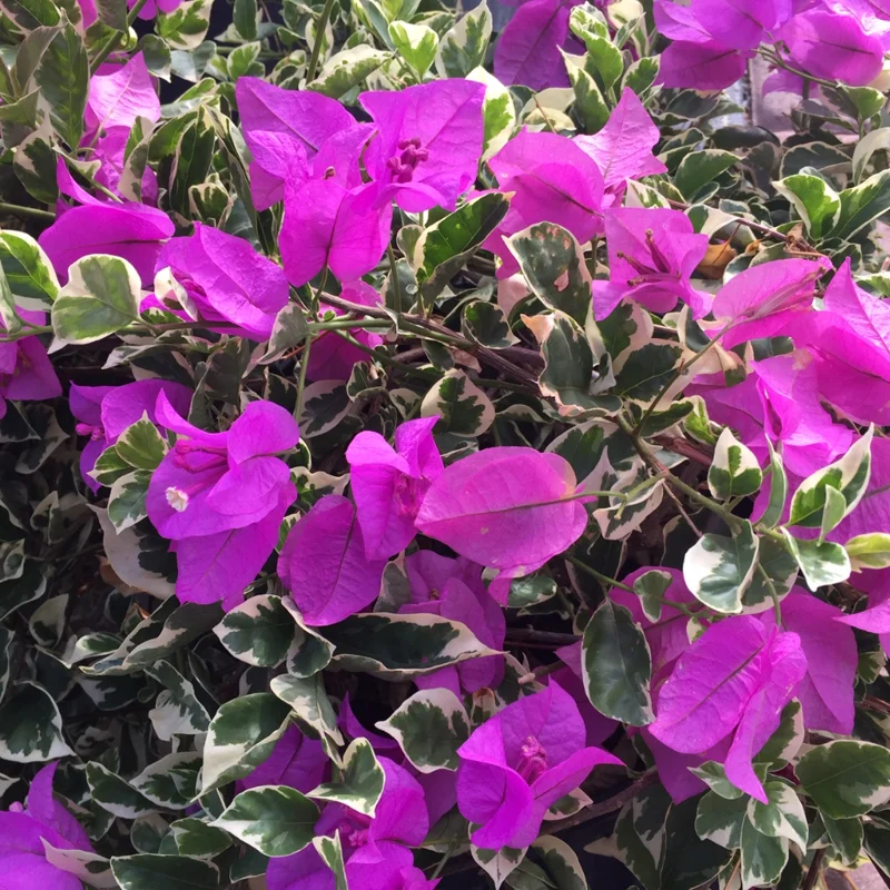Purple Variegated Bougainvillea Plants Live - Flower Vine 4-6 Inches