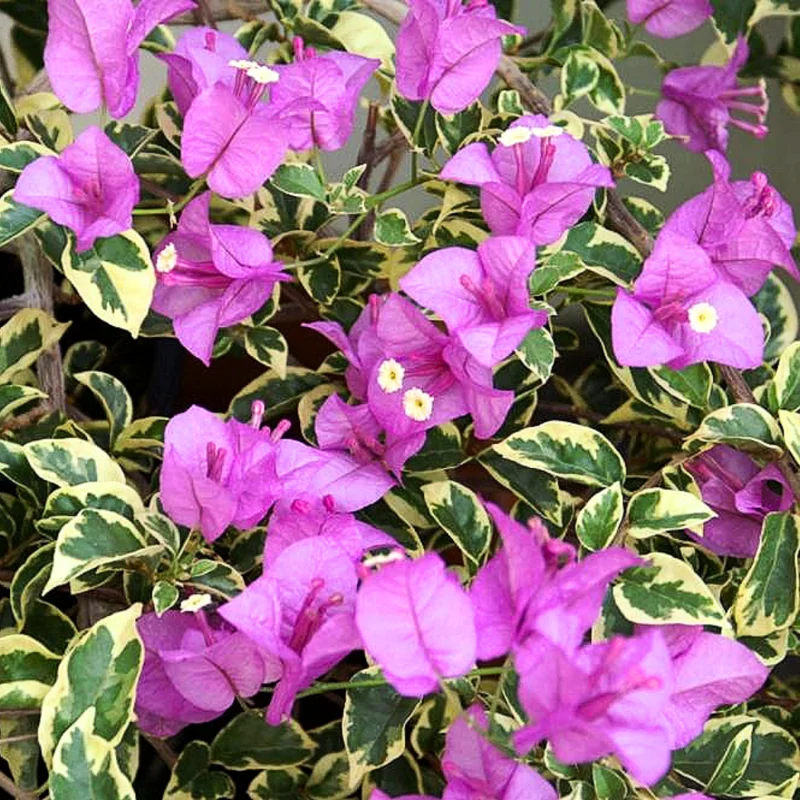 Purple Variegated Bougainvillea Plants Live - Flower Vine 4-6 Inches