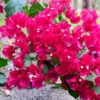 Pink Bougainvillea Plant - Live Flower Vine - 4-6 Inches - Garden Decor