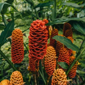 Shampoo Ginger Plants Pack - Zingiber Zerumbet Red Pinecone Hawaiian Ginger Live 6 Inches