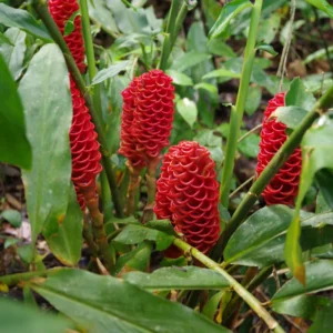 Shampoo Ginger Plants Pack - Zingiber Zerumbet Red Pinecone Hawaiian Ginger Live 6 Inches