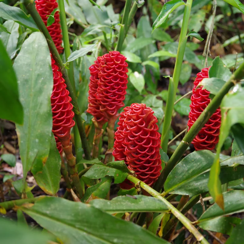 Shampoo Ginger Plants Pack - Zingiber Zerumbet Red Pinecone Hawaiian Ginger Live 6 Inches