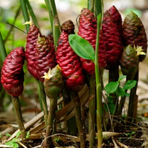 Shampoo Ginger Plants Pack - Zingiber Zerumbet Red Pinecone Hawaiian Ginger Live 6 Inches
