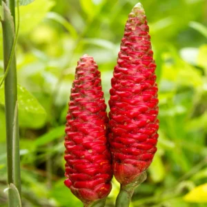 Shampoo Ginger Plants Pack - Zingiber Zerumbet Red Pinecone Hawaiian Ginger Live 6 Inches