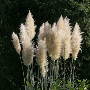 White Pampas Grass Plant Cortaderia Selloana 2.5 Inch Pot Ornamental