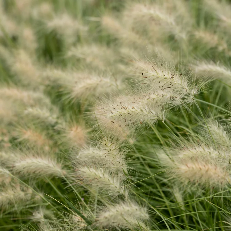 Hameln Dwarf Fountain Grass Plant 4 Inch Pot Ornamental Grass