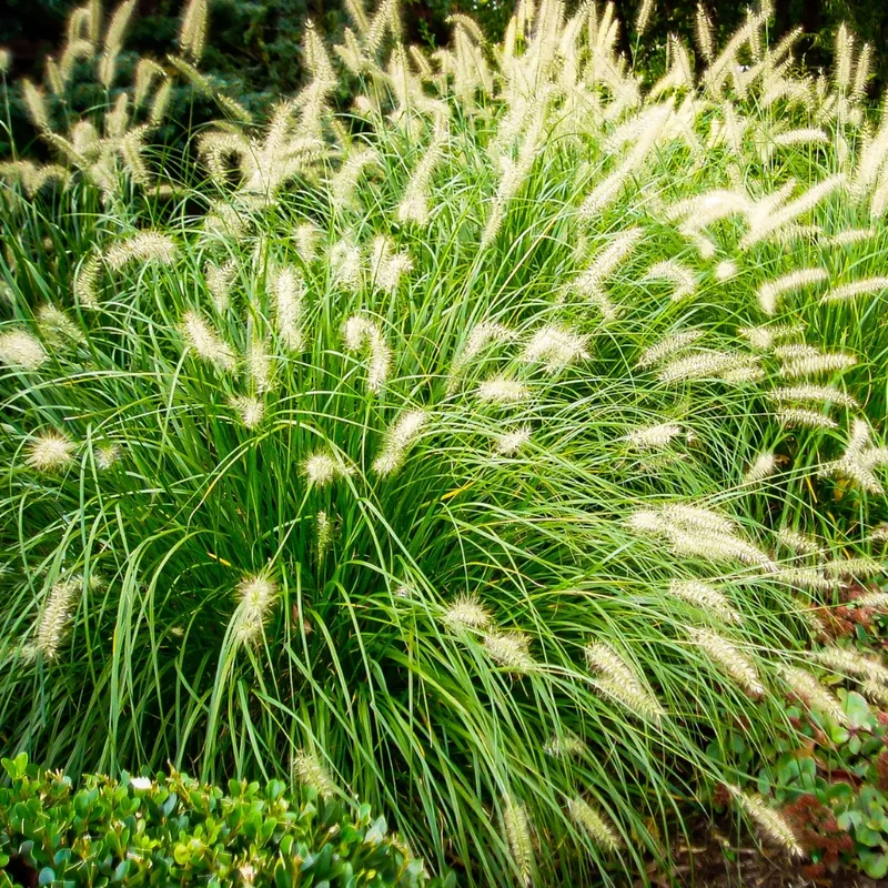 Hameln Dwarf Fountain Grass Plant 4 Inch Pot Ornamental Grass