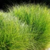 Morning Light Maiden Grass Plant - Ornamental Grass - 4 Inch Pot - Garden Decor