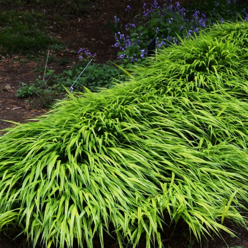 Green Japanese Forest Grass Hakonechloa Grass - 4 Inch Pot - Ornamental