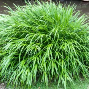 Green Japanese Forest Grass Hakonechloa Grass - 4 Inch Pot - Ornamental