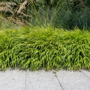 Green Japanese Forest Grass Hakonechloa Grass - 4 Inch Pot - Ornamental