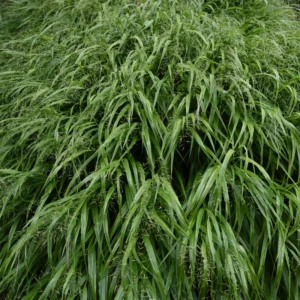 Green Japanese Forest Grass Hakonechloa Grass - 4 Inch Pot - Ornamental