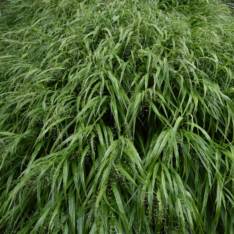 Green Japanese Forest Grass Hakonechloa Grass - 4 Inch Pot - Ornamental