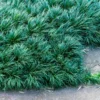 Dwarf Mondo Grass Ground Cover 4 Inch Pot Live Plant