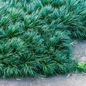 Dwarf Mondo Grass Ground Cover 4 Inch Pot Live Plant