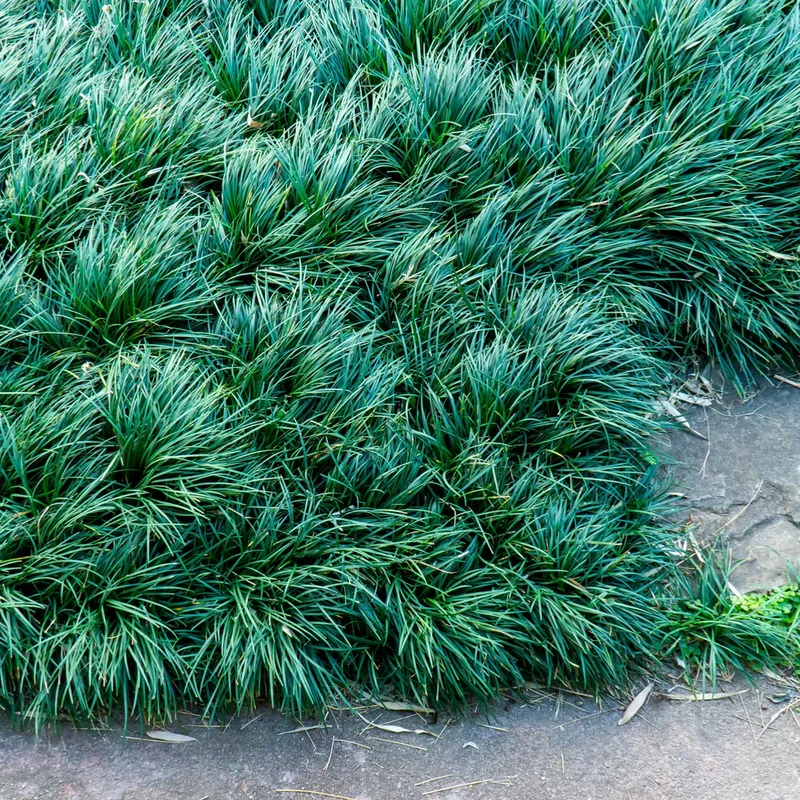 Dwarf Mondo Grass Ground Cover 4 Inch Pot Live Plant