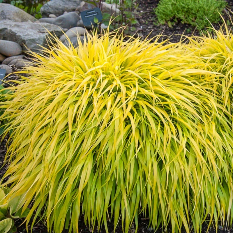 Hakonechloa macra 'Aureola' - Gold Japanese Forest Grass - 2.5 Inch Pot - Ornamental Grass