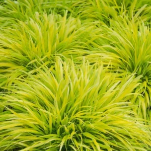 Hakonechloa macra 'Aureola' - Gold Japanese Forest Grass - 2.5 Inch Pot - Ornamental Grass