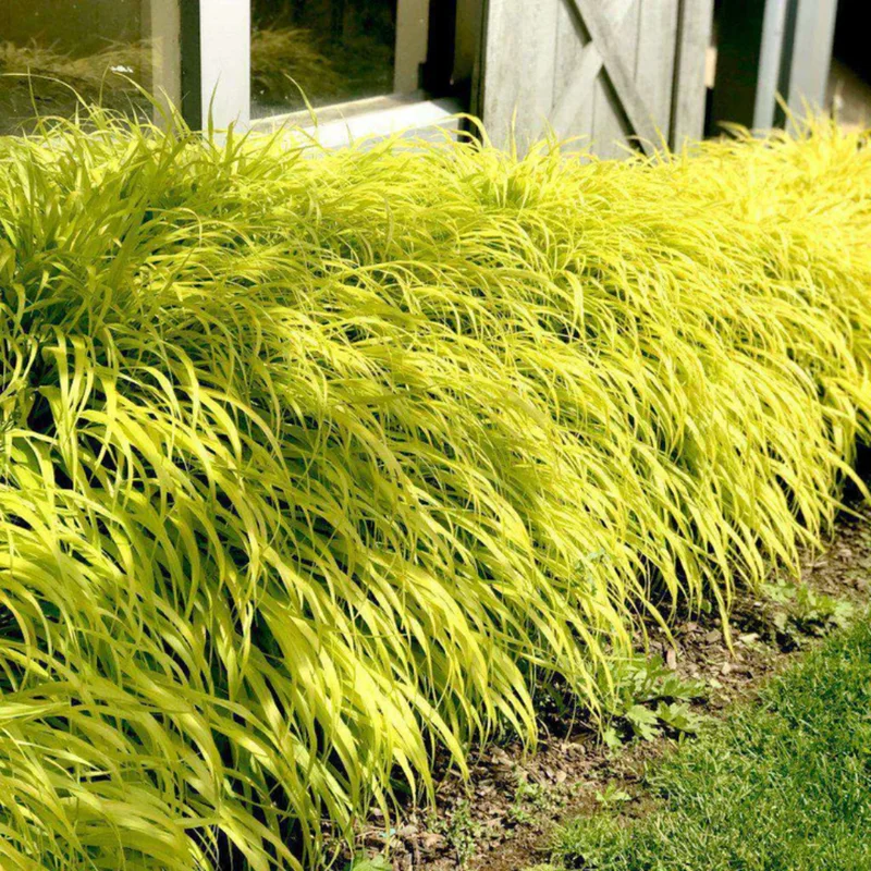 Hakonechloa macra 'Aureola' - Gold Japanese Forest Grass - 2.5 Inch Pot - Ornamental Grass