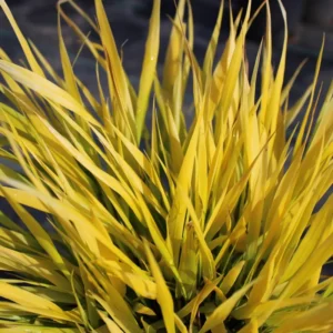 Hakonechloa macra 'Aureola' - Gold Japanese Forest Grass - 2.5 Inch Pot - Ornamental Grass
