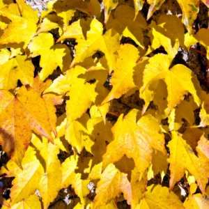 Golden Boston Ivy Plant 2.5" Pot Live Vine Plant