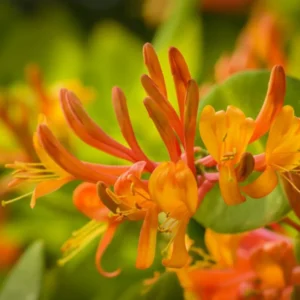 Mandarin Honeysuckle Vine - Perennial Lonicera Plant - 2.5 Inch Pot